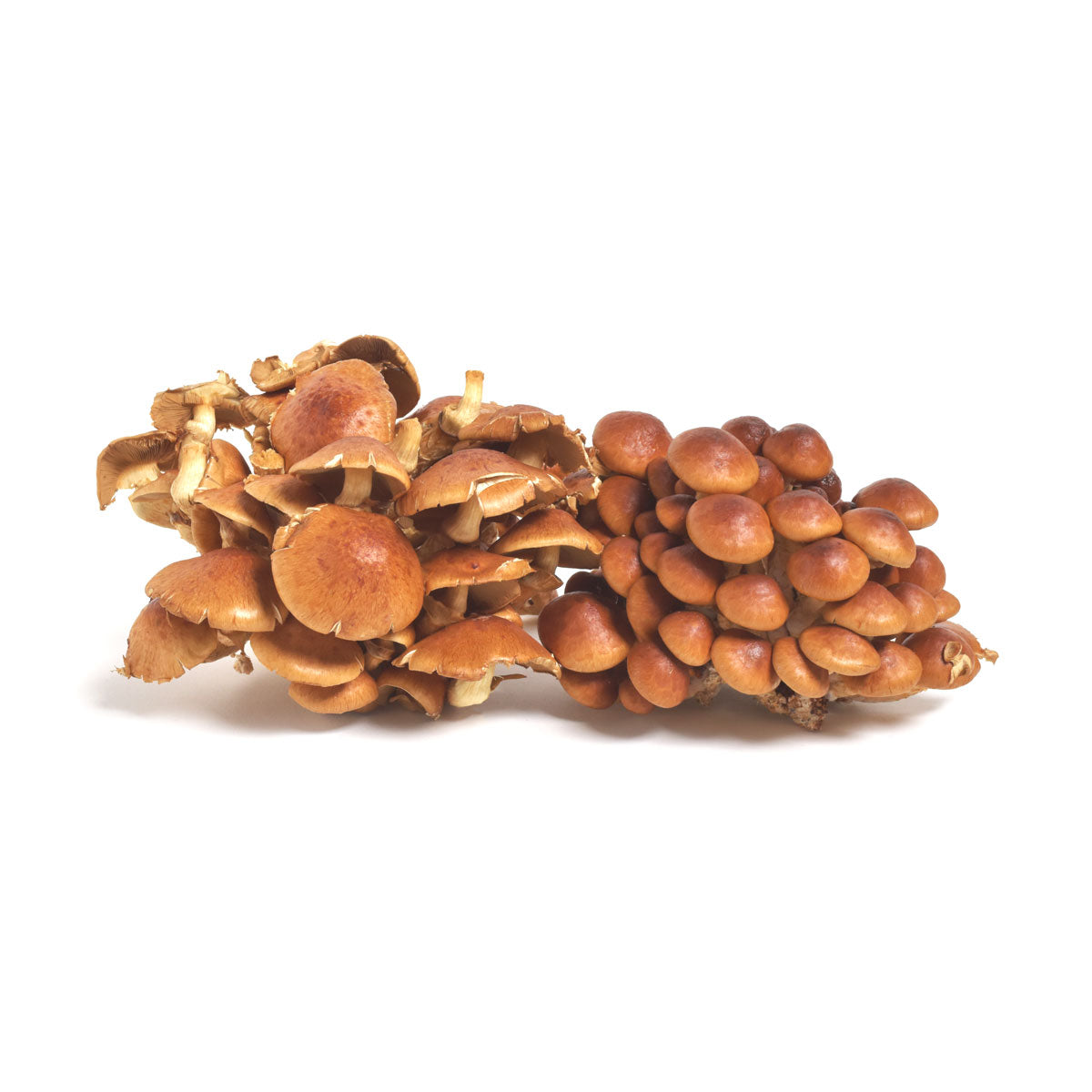 Kroger Sliced White Mushrooms 16oz 3ct