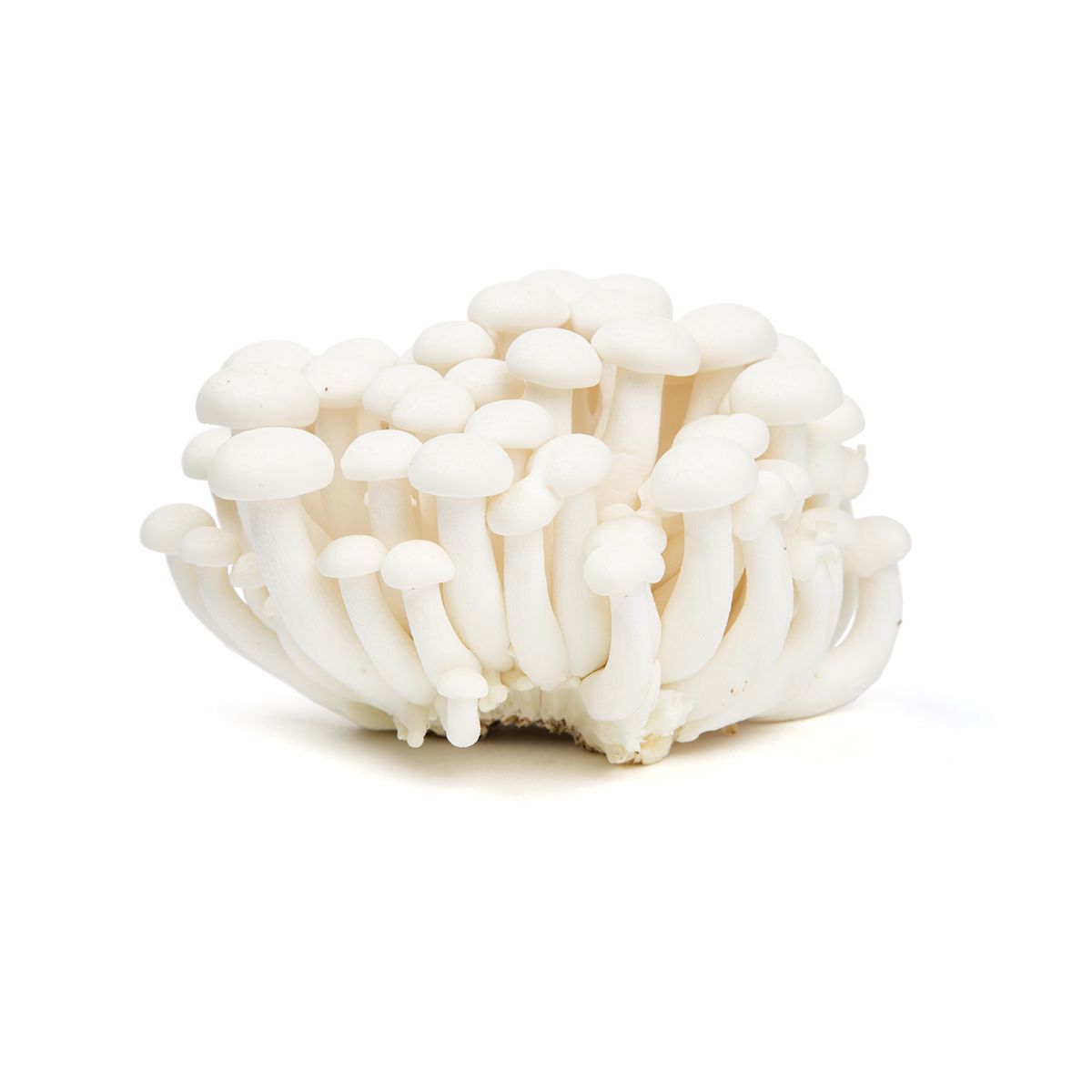 BoxNCase White Hon Shimeji Mushrooms
