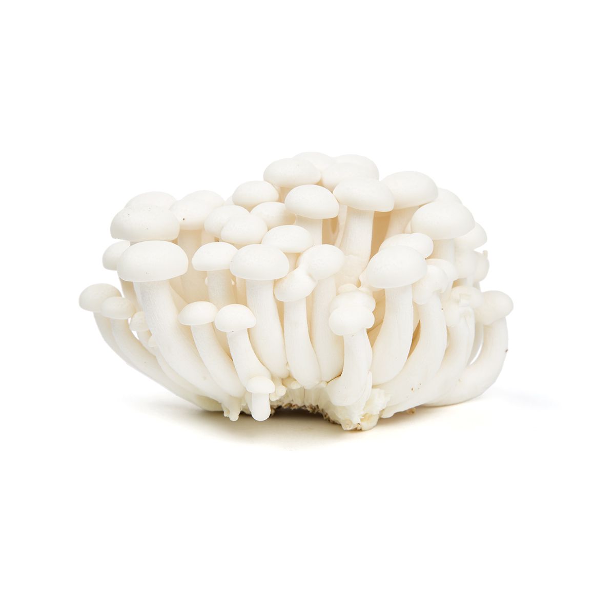 Wholesale BoxNCase White Hon Shimeji Mushrooms- Bulk
