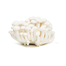 Wholesale BoxNCase White Hon Shimeji Mushrooms- Bulk