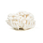 Wholesale BoxNCase White Hon Shimeji Mushrooms- Bulk