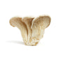 Wholesale BoxNCase White Elf Mushrooms (Nebrodini Bianco)- Bulk