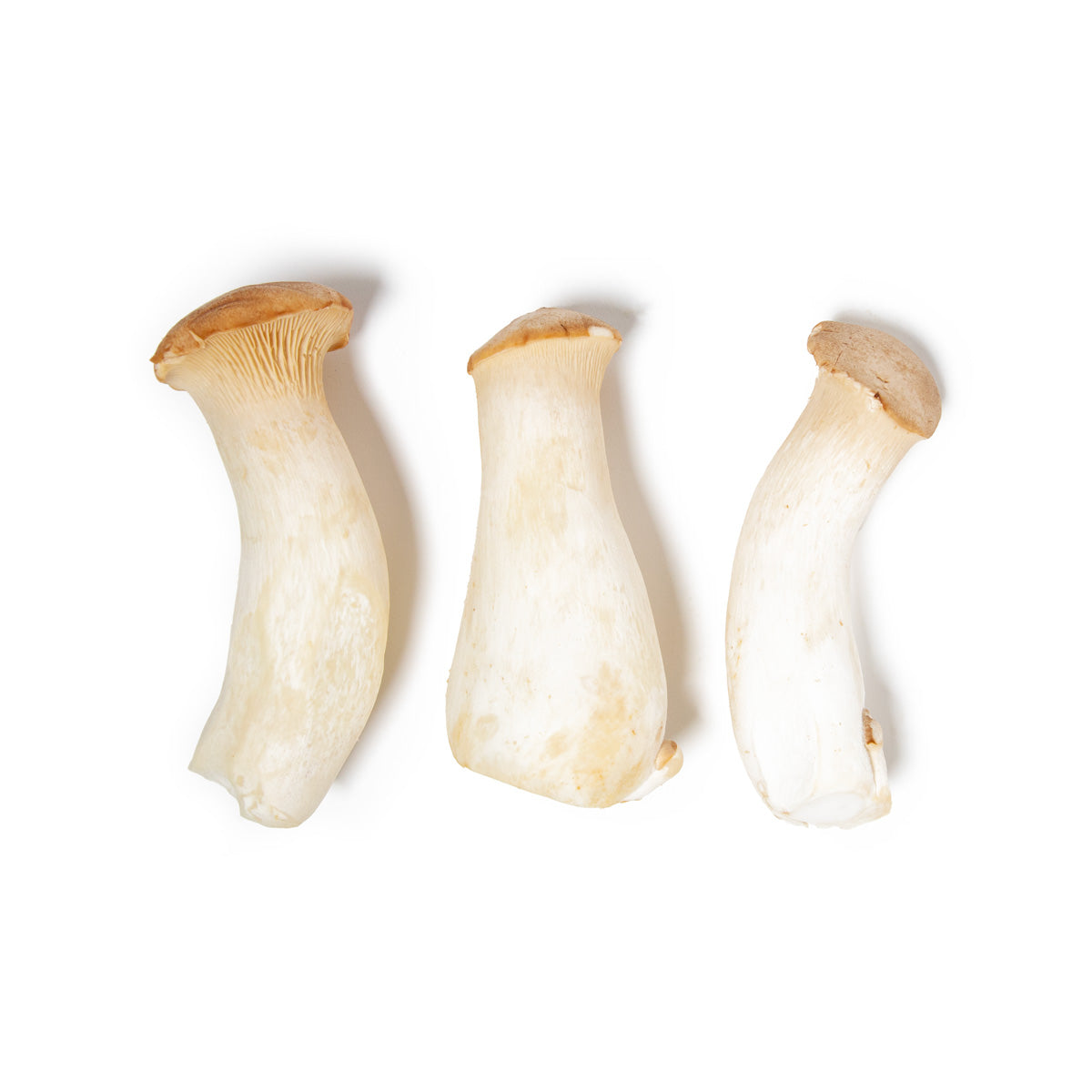 Wholesale BoxNCase Royal Trumpet Mushrooms- Bulk