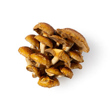 Wholesale Phillips Mushroom Farms Chestnut Mushrooms- Bulk
