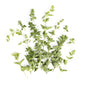 Wholesale BoxNCase Oregano- Bulk