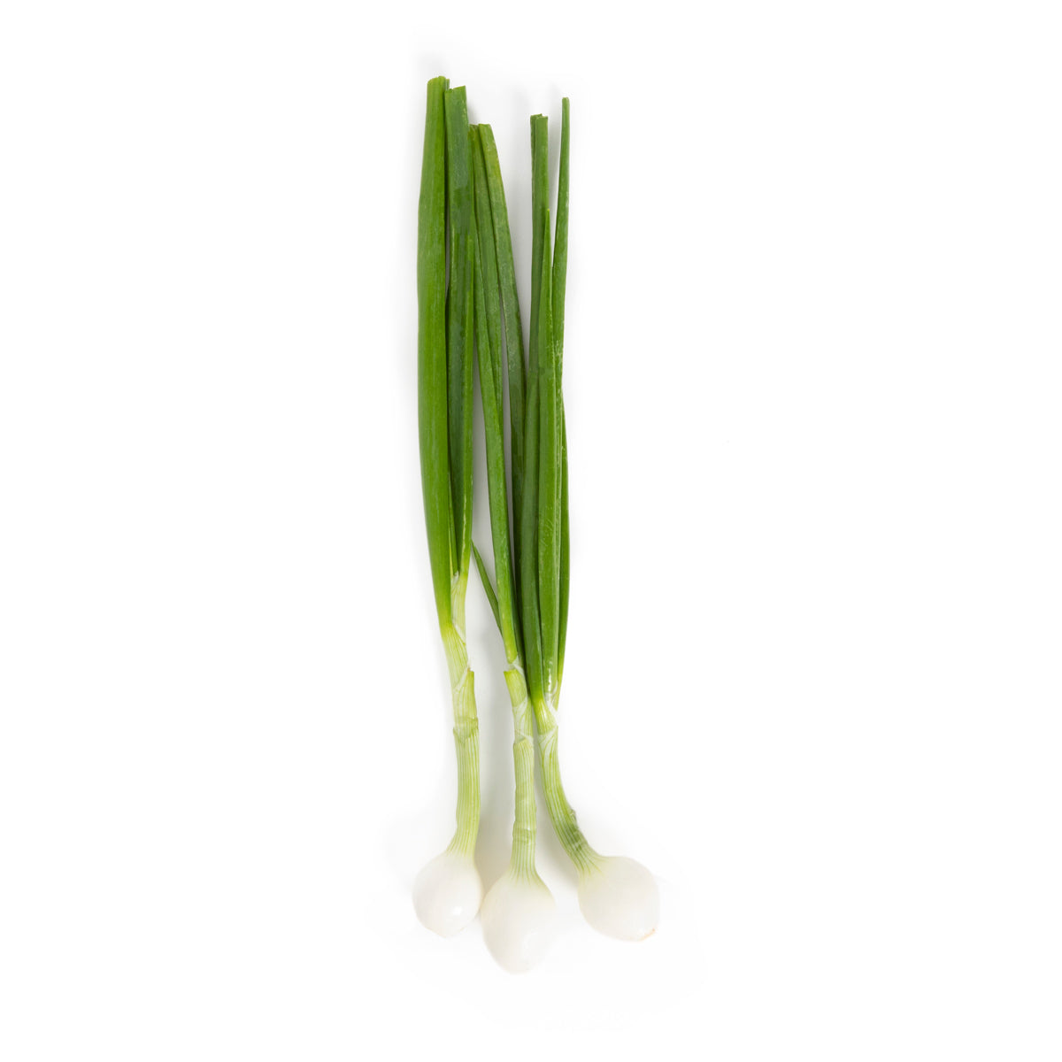 Wholesale BoxNCase Spring Onions-24 CT Bulk