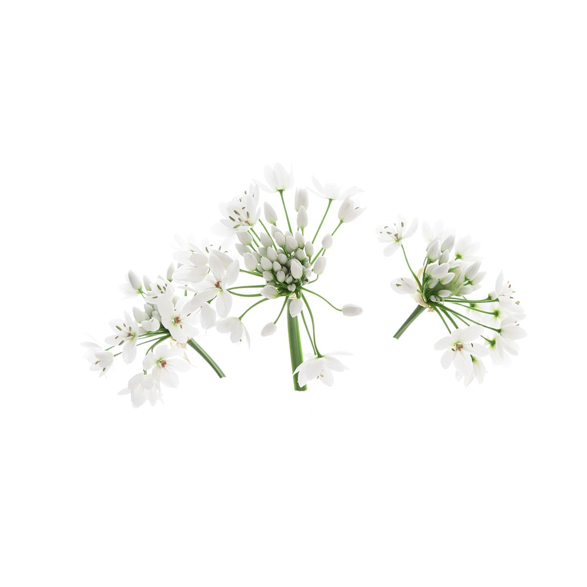 BoxNCase Wild Spring Onions Flowers Only lb