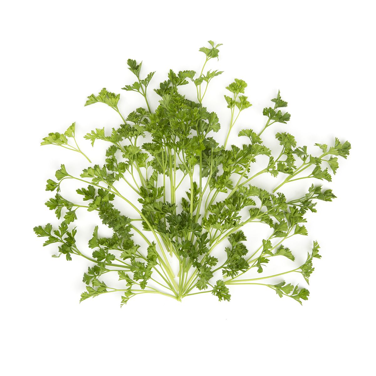 Wholesale BoxNCase Curly Parsley-60 CT Bulk