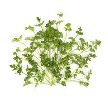 BoxNCase Curly Parsley
