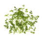 Wholesale BoxNCase Curly Parsley-30 Ct Case Bulk