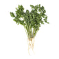 BoxNCase Parsley Root