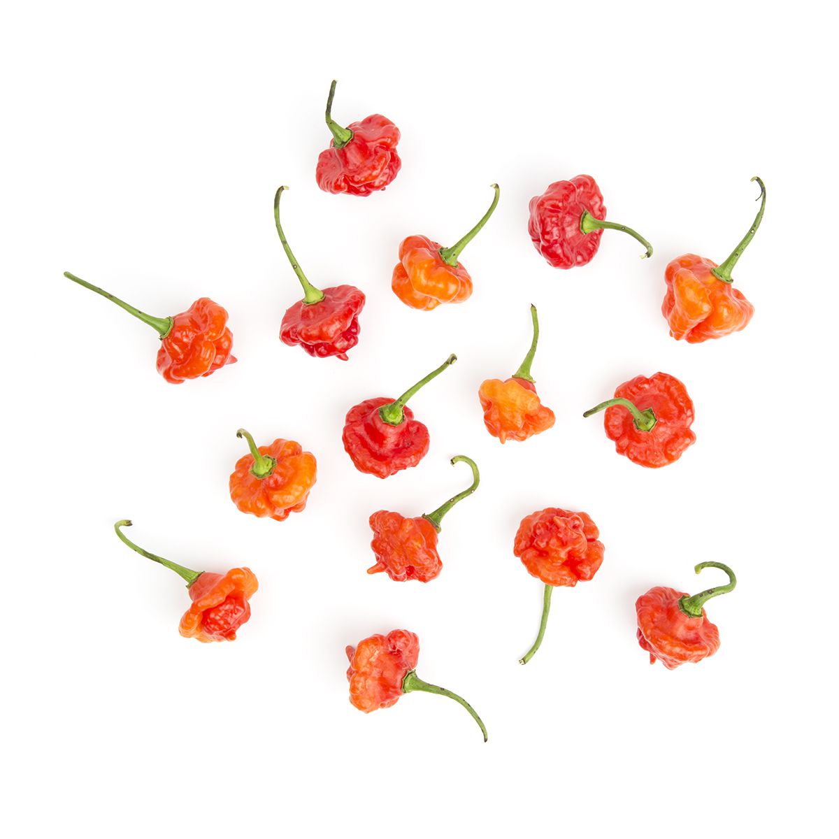 Wholesale Eckerton Hill Farm Aji Dulce Chiles- Bulk