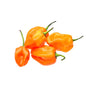Wholesale BoxNCase Orange Habanero Peppers- Bulk