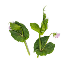 Girl & Dug Farm Pea Tendril Blossoms