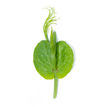Girl & Dug Farm Pea Tendrils