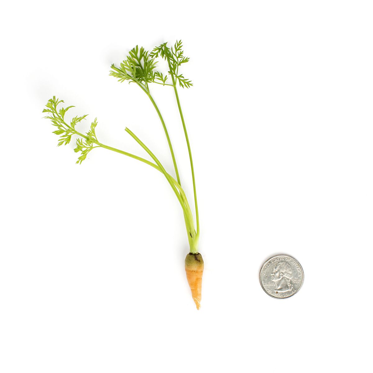 BoxNCase Tiny Carrots