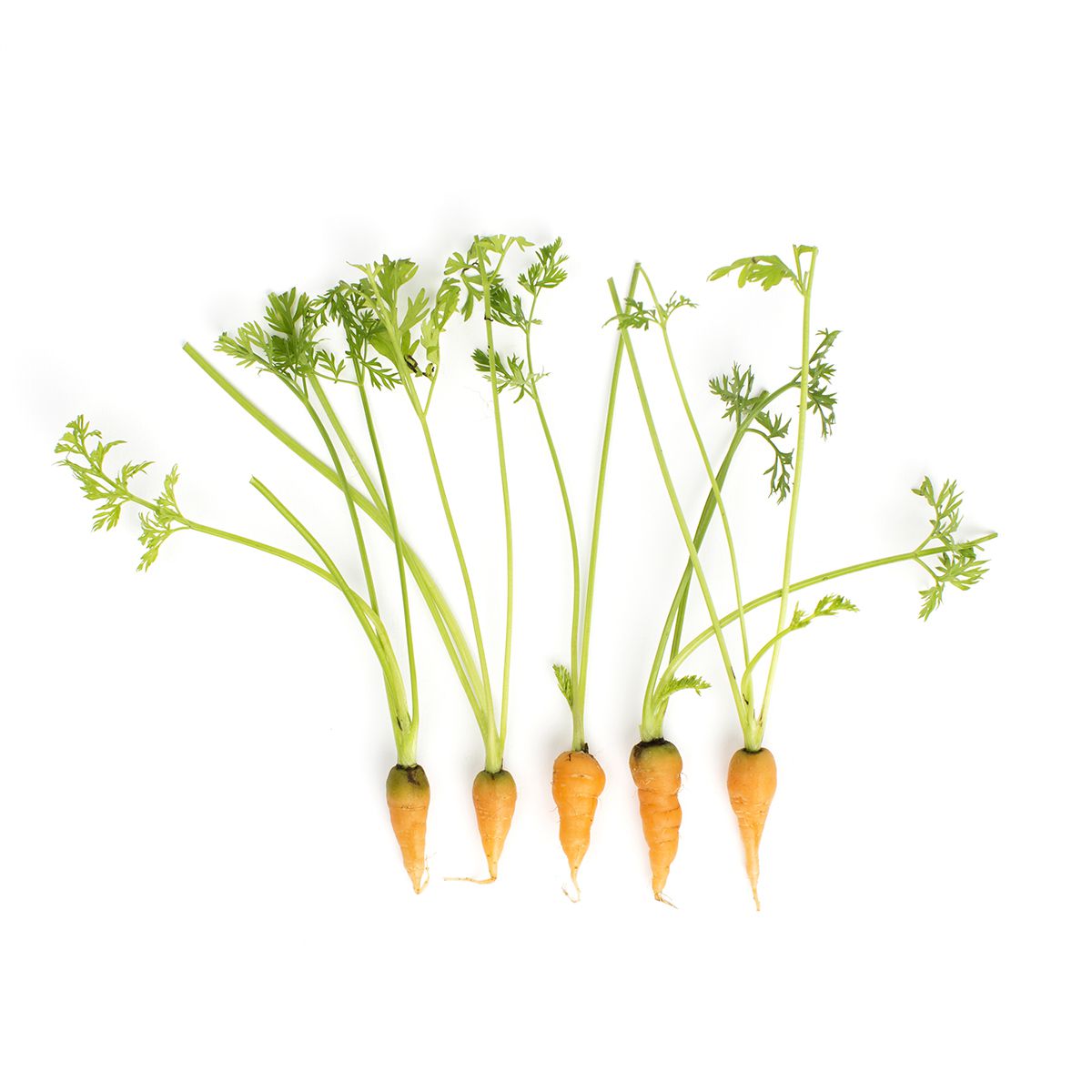 BoxNCase Tiny Carrots