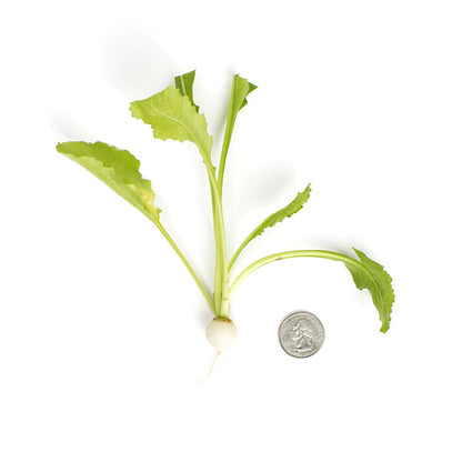 Wholesale Fresh Origins Tiny Turnips- Bulk