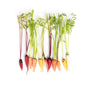 Wholesale Fresh Origins Tiny Mixed Carrots- Bulk