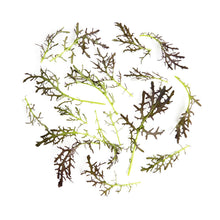 Wholesale Fresh Origins Petite Mustard Red Frill- Bulk