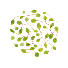 Wholesale Fresh Origins Petite Hearts on Fire- Bulk