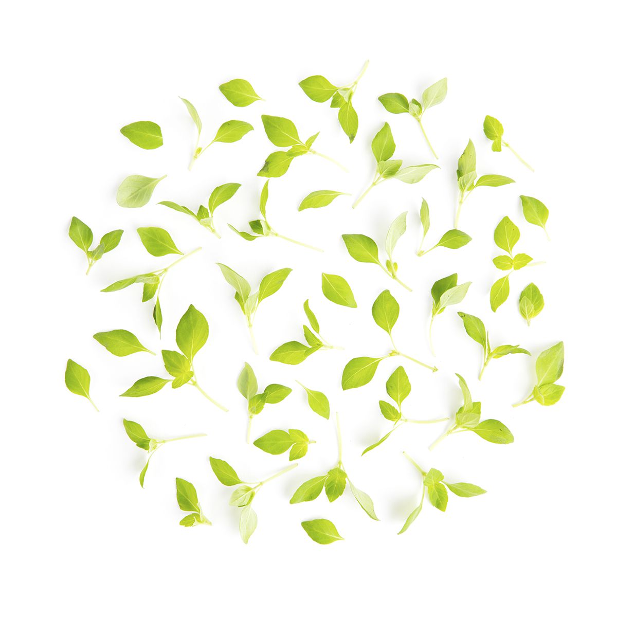 Wholesale Fresh Origins Petite Italian Basil- Bulk