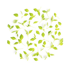 Wholesale Fresh Origins Petite Italian Basil- Bulk