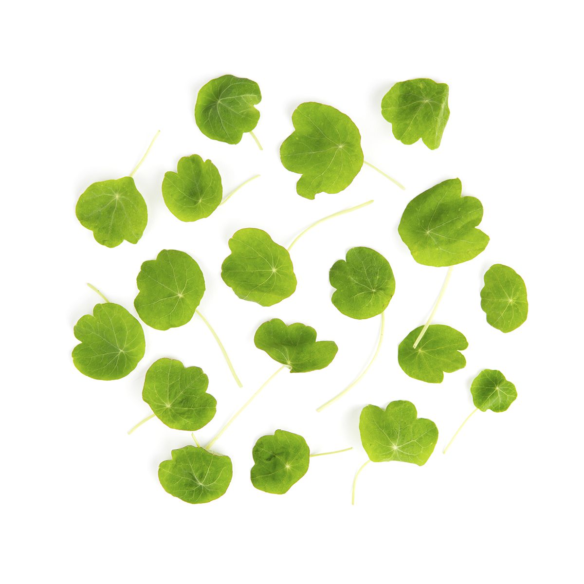 Wholesale Fresh Origins Petite Nasturtium Leaves- Bulk