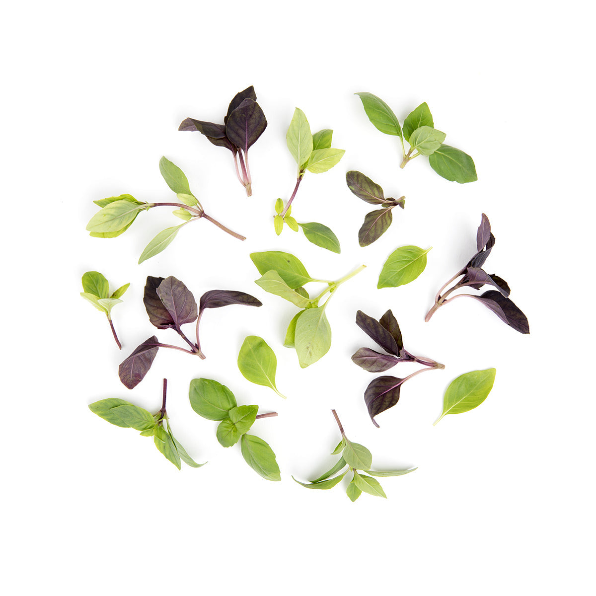 Wholesale Fresh Origins Petite Basil Mix- Bulk