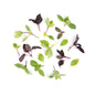 Wholesale Fresh Origins Petite Basil Mix- Bulk