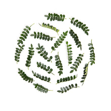 Wholesale Fresh Origins Petite Kinome Leaf- Bulk