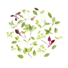 Wholesale Fresh Origins Petite Licorice Mix 4 Oz Bag- Bulk