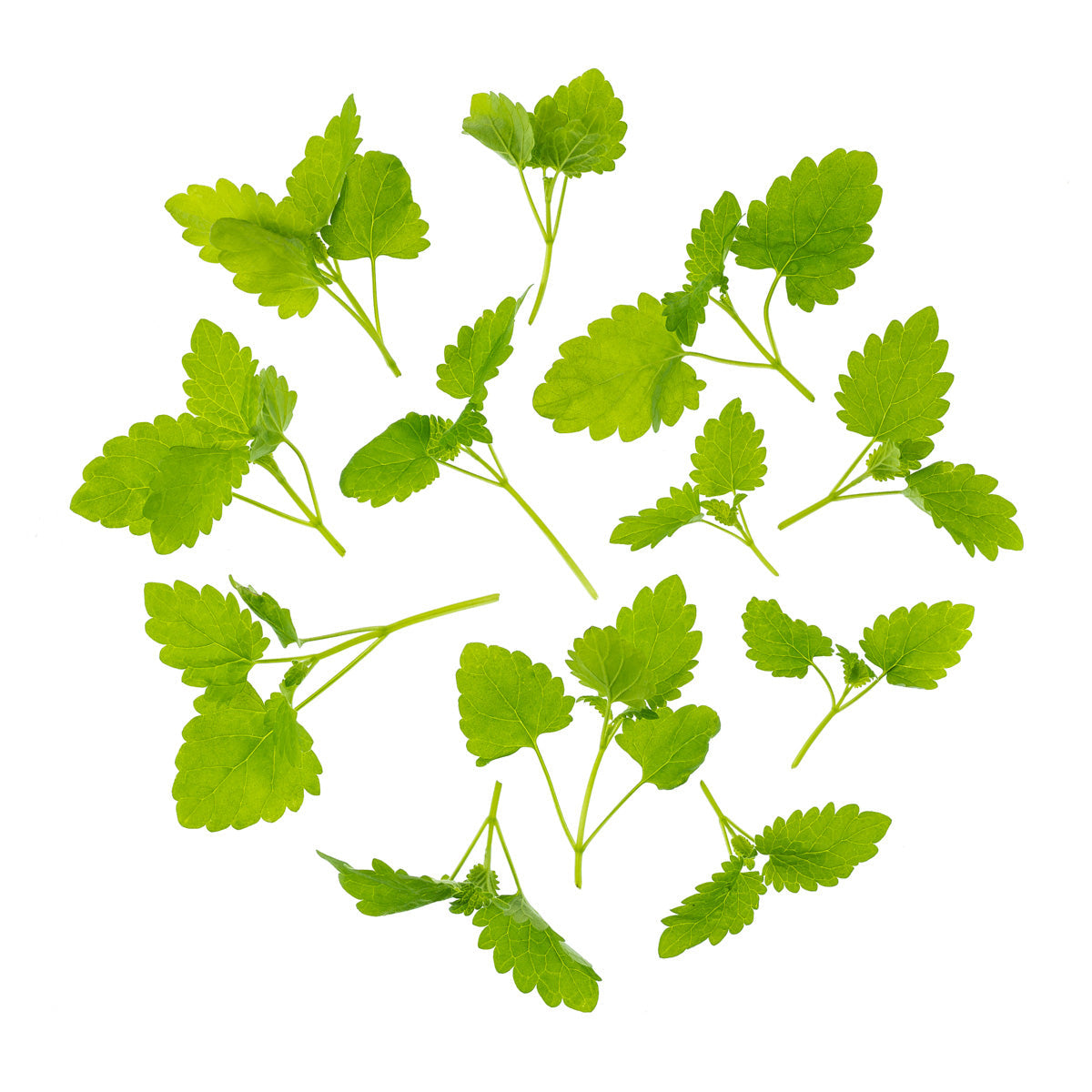 Wholesale Fresh Origins Petite Lemon Mint- Bulk