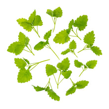 Wholesale Fresh Origins Petite Lemon Mint- Bulk