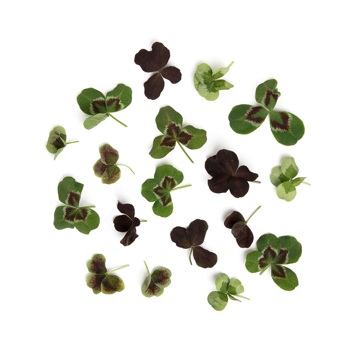 Fresh Origins Lucky Shamrock Clover Mix