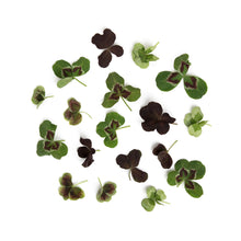 Wholesale Fresh Origins Lucky Shamrock Clover Mix- Bulk