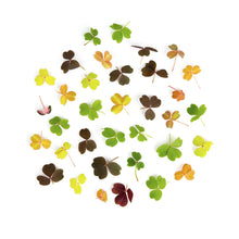 Wholesale Fresh Origins Petite Meadow Sorrel Mix- Bulk