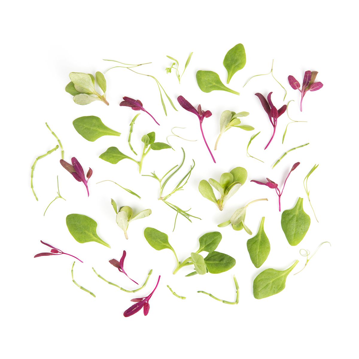 Wholesale Fresh Origins Petite Ocean Mix-4 OZ Bulk