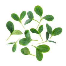 Wholesale Fresh Origins Petite Pumpkin Greens- Bulk