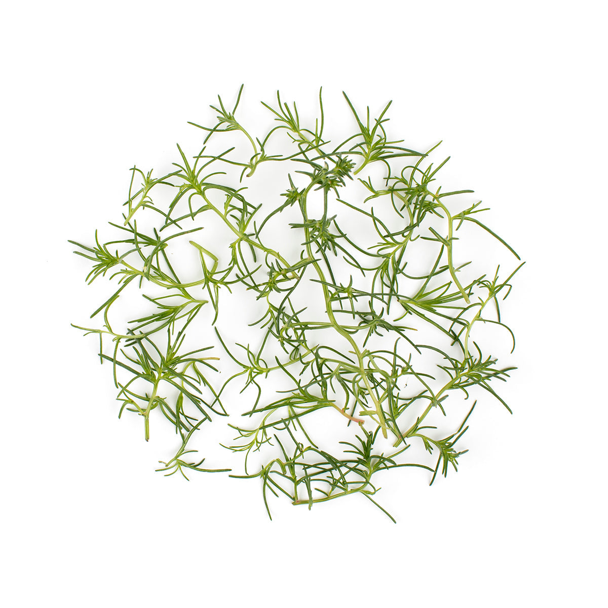 Wholesale Fresh Origins Petite Sea Grass- Bulk