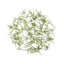 Wholesale Fresh Origins Petite Sea Grass- Bulk