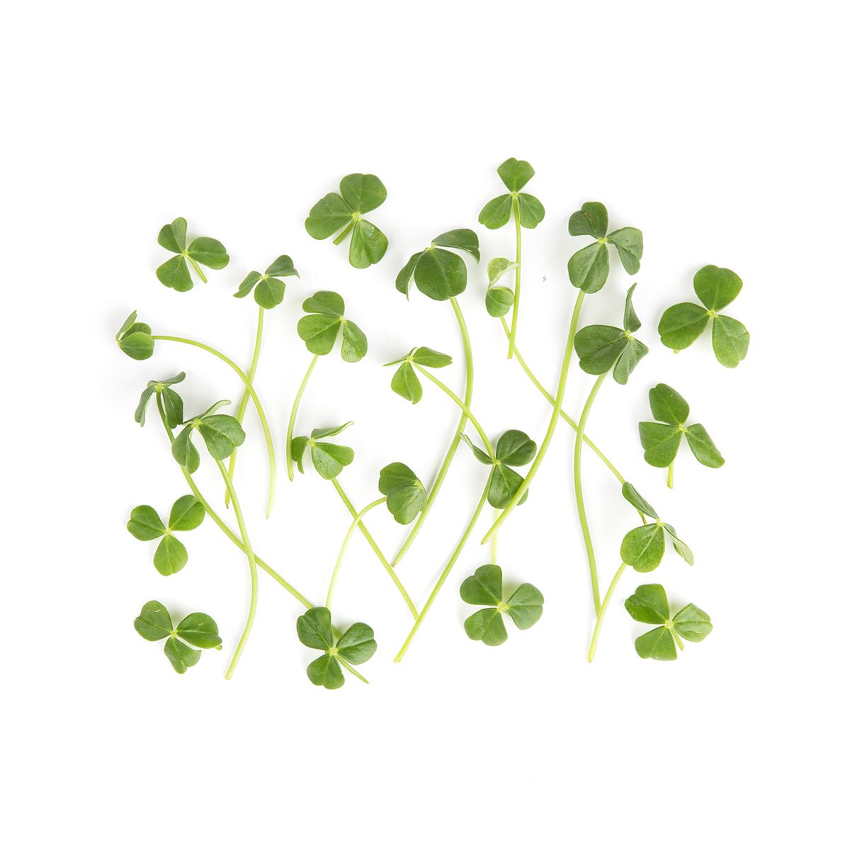 Wholesale Fresh Origins Petite Sorrel- Bulk