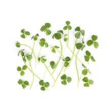 Wholesale Fresh Origins Petite Sorrel- Bulk