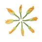 Wholesale Fresh Origins Zucchini with Flower- Bulk