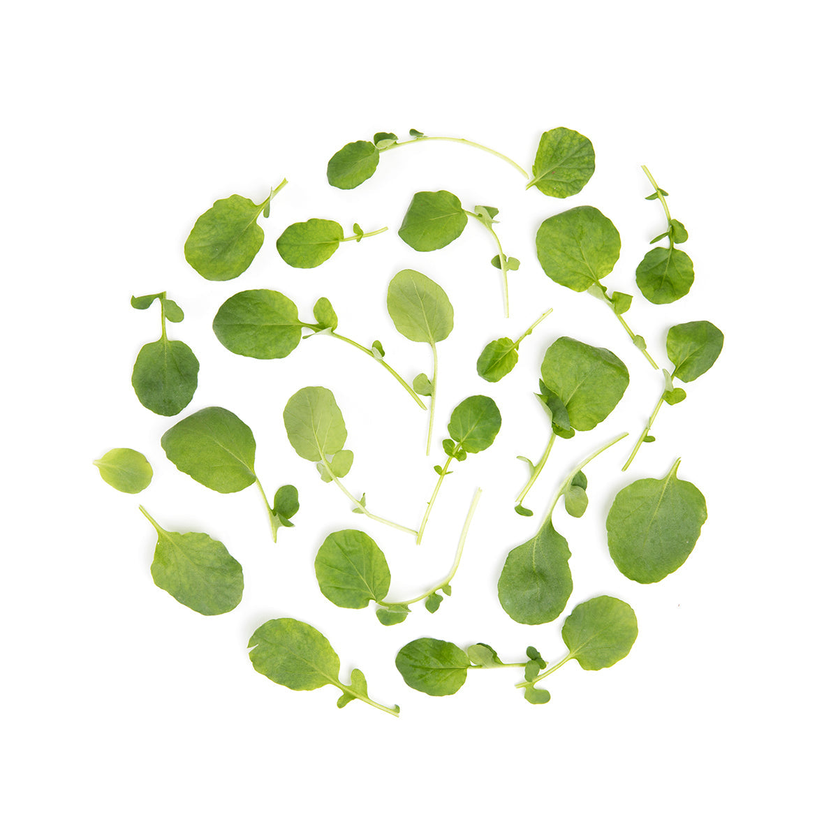 Wholesale Fresh Origins Petite Green Watercress-8 OZ Bulk