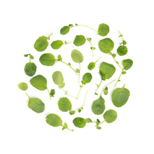 Wholesale Fresh Origins Petite Green Watercress- Bulk