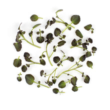 Wholesale Fresh Origins Petite Red Watercress- Bulk