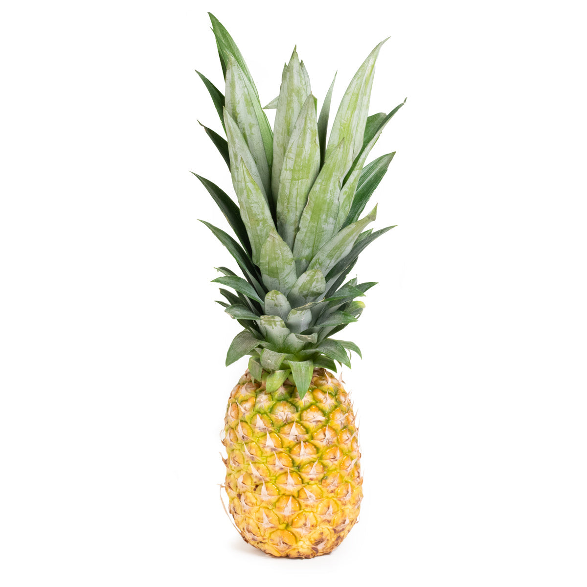 Wholesale BoxNCase Perfect Gold Pineapple-6 CT Bulk