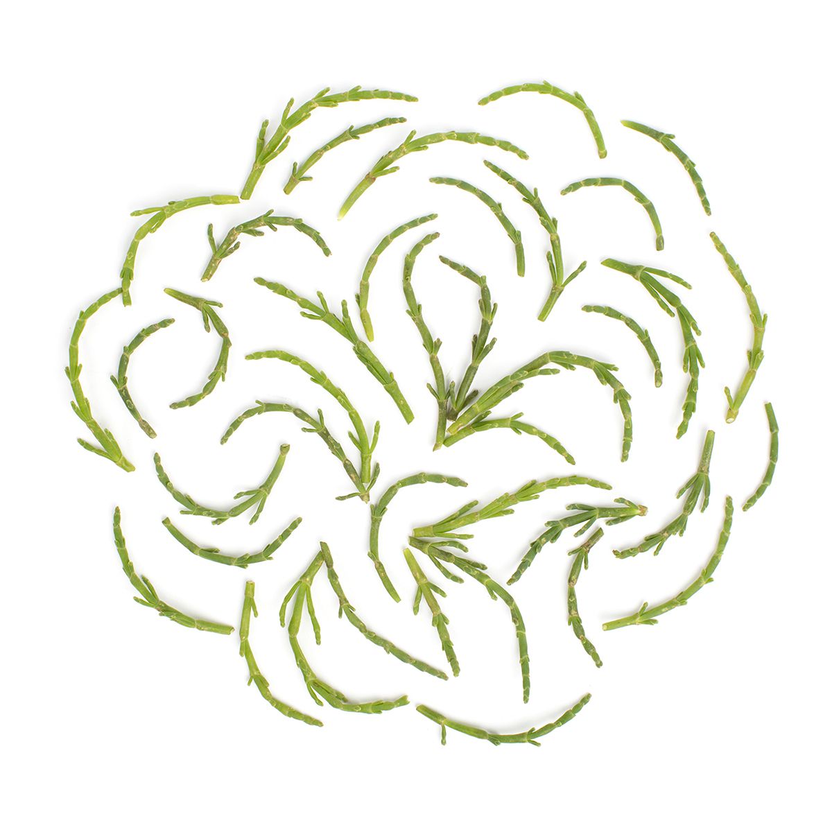 Wholesale BoxNCase Wild Sea Beans- Bulk