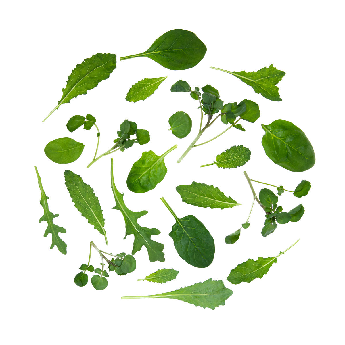 Wholesale B&W Power 4 Baby Leaf Blend- Bulk